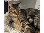 Mellow Molly, Domestic Mediumhair For Adoption In Franklin, Tennessee