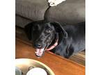 Reya, Labrador Retriever For Adoption In Peoria, Illinois