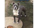 Kilo, American Pit Bull Terrier For Adoption In Richmond, California
