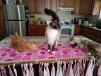 Andy, Maine Coon For Adoption In Ocala, Florida