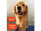 Barney, Golden Retriever For Adoption In West Hollywood, California