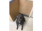 Flower, American Pit Bull Terrier For Adoption In Whitestone, New York