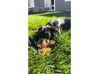 Dexter, Doberman Pinscher For Adoption In Fountain, Colorado