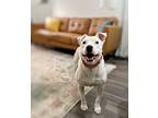 Mother Goose Ark, American Pit Bull Terrier For Adoption In Rosharon, Texas