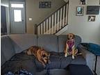 Presley, Labrador Retriever For Adoption In Columbia, Maryland