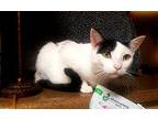 Valentine, Domestic Shorthair For Adoption In Henderson, Nevada