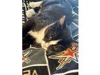 Sylvester, Domestic Shorthair For Adoption In Henderson, Nevada