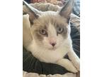Tippy, Snowshoe For Adoption In Henderson, Nevada