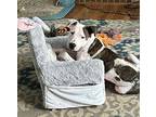 Lil Meechi, American Pit Bull Terrier For Adoption In Germantown, Ohio