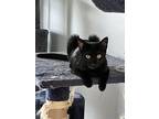 Nepali, Domestic Shorthair For Adoption In Deltona, Florida