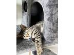 Grapefruit, Domestic Shorthair For Adoption In Deltona, Florida