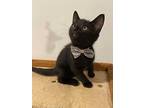 Kittens, Domestic Shorthair For Adoption In Westfield, Massachusetts