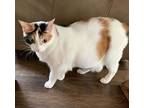 Rose, Domestic Shorthair For Adoption In Richmond Hill, Ontario
