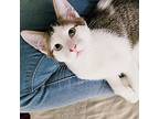 Tommy Lee, Domestic Shorthair For Adoption In Wichita, Kansas