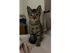 Toby The Tabby, Tabby For Adoption In Pensacola, Florida