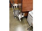 Lyra, Domestic Shorthair For Adoption In Chico, California