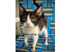 Graycie, Domestic Mediumhair For Adoption In Westfield, Wisconsin