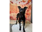 M. Myers, Labrador Retriever For Adoption In Lafayette, Louisiana