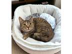 Poppy, Domestic Shorthair For Adoption In Knoxville, Tennessee