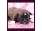 Beautiful Bugg Puppies