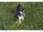 Adult Boston Terrier's looking for loving homes