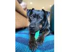 Adopt Jaida a Black - with Brown, Red, Golden, Orange or Chestnut Rottweiler /