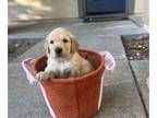 Golden Retriever PUPPY FOR SALE ADN-834516 - Litter of 8