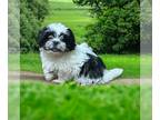 Shih Tzu PUPPY FOR SALE ADN-834502 - Shih Tzu Puppies for sale