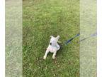 German Shepherd Dog PUPPY FOR SALE ADN-834418 - German Shepherd White Puppies