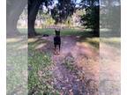 Doberman Pinscher PUPPY FOR SALE ADN-834417 - Doberman Pincher male puppy