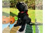 Black Russian Terrier PUPPY FOR SALE ADN-834310 - Tula and Spectres Pups