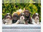 Cocker Spaniel PUPPY FOR SALE ADN-834490 - Cuddly Cocker Spaniel Puppies