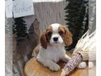 Cavalier King Charles Spaniel PUPPY FOR SALE ADN-834475 - registered Cavalier