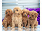 Goldendoodle (Miniature) PUPPY FOR SALE ADN-834296 - Playful and Loving Mini