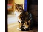 Adopt Bridget a Gray, Blue or Silver Tabby Domestic Shorthair / Mixed cat in