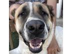 Adopt Helena a Tricolor (Tan/Brown & Black & White) Anatolian Shepherd /