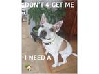 Adopt Rupunzal a White - with Red, Golden, Orange or Chestnut Terrier (Unknown