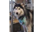 Adopt JUELZ a Black - with White Siberian Husky / Mixed dog in Valencia