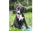 Abby, Labrador Retriever For Adoption In Ocala, Florida