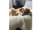 Loki, Golden Retriever For Adoption In Bellerose, New York