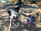 Hazel La Porte, American Pit Bull Terrier For Adoption In Provo, Utah