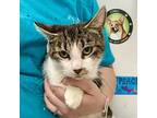 Aubrey, Domestic Shorthair For Adoption In Salisbury, Maryland