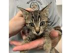 Kamikaze, Domestic Shorthair For Adoption In Salisbury, Maryland