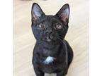 Coyote, Domestic Shorthair For Adoption In Ocala, Florida