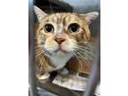 Orange Dreamsicle, Domestic Shorthair For Adoption In Seville, Ohio