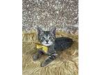 Suds, Manx For Adoption In Pasadena, Texas