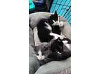 Bob, Domestic Shorthair For Adoption In Crocker, Missouri