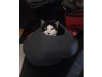 Benny, Domestic Shorthair For Adoption In Burlington, Vermont