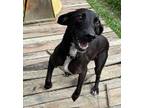 Luna, Retriever (unknown Type) For Adoption In Plain City, Ohio
