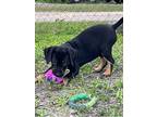 Judy, Labrador Retriever For Adoption In Odessa, Florida